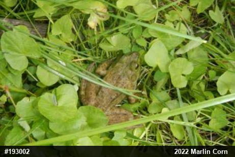 American Bullfrog