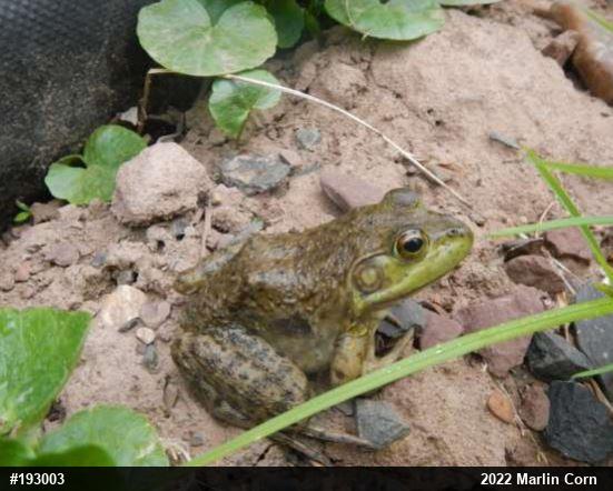 American Bullfrog