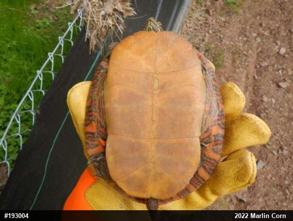 Painted Turtle