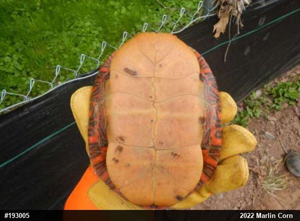 Painted Turtle
