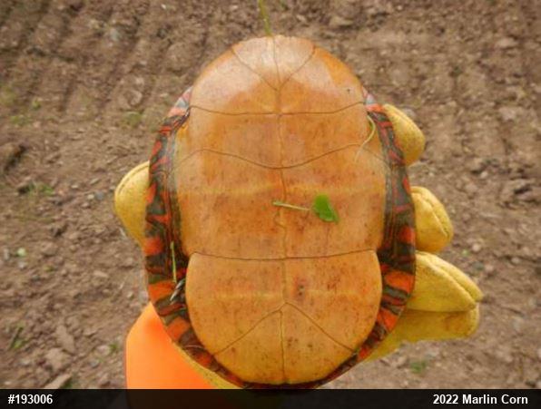 Painted Turtle