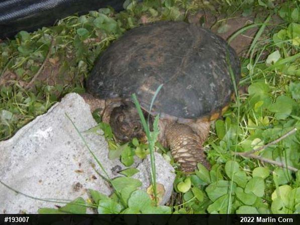 Snapping Turtle