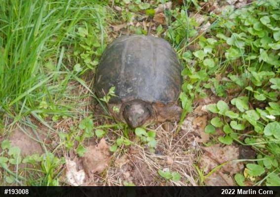 Snapping Turtle