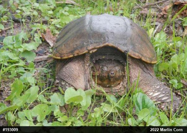 Snapping Turtle