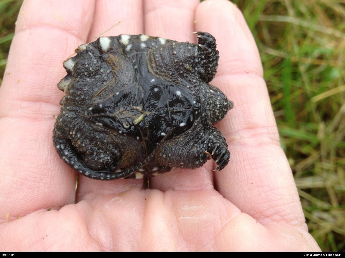 Snapping Turtle