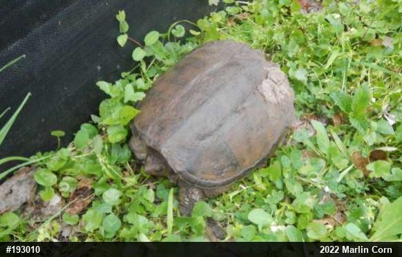 Snapping Turtle