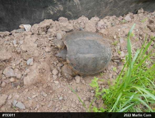 Snapping Turtle