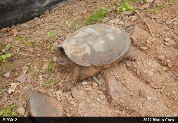 Snapping Turtle