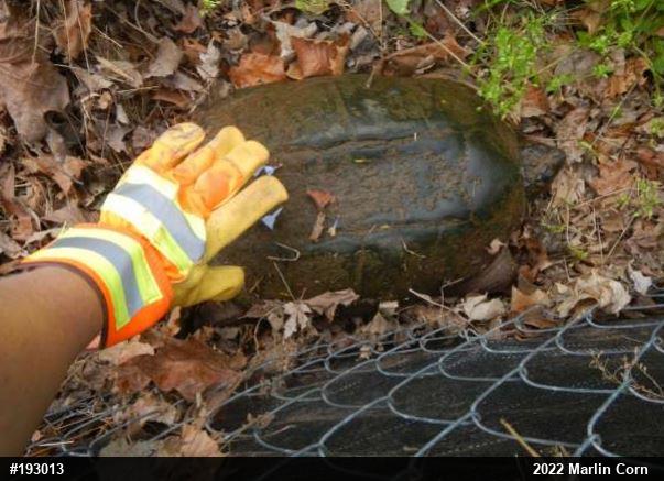 Snapping Turtle