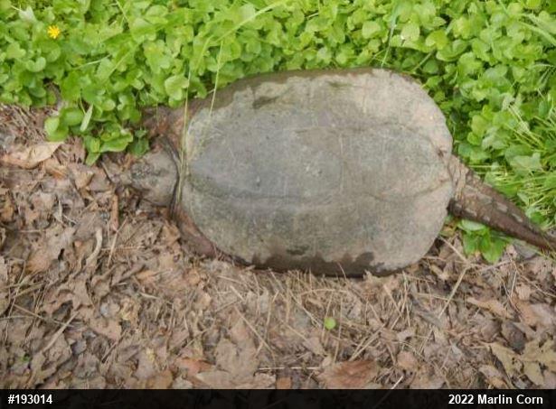 Snapping Turtle