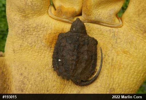 Snapping Turtle