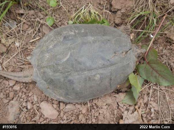 Snapping Turtle