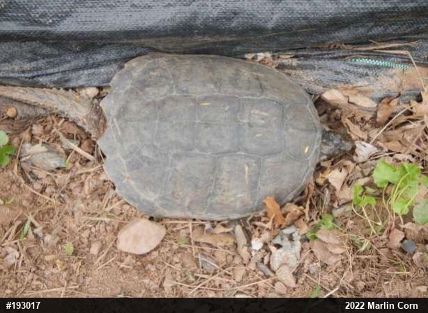 Snapping Turtle