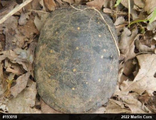 Spotted Turtle
