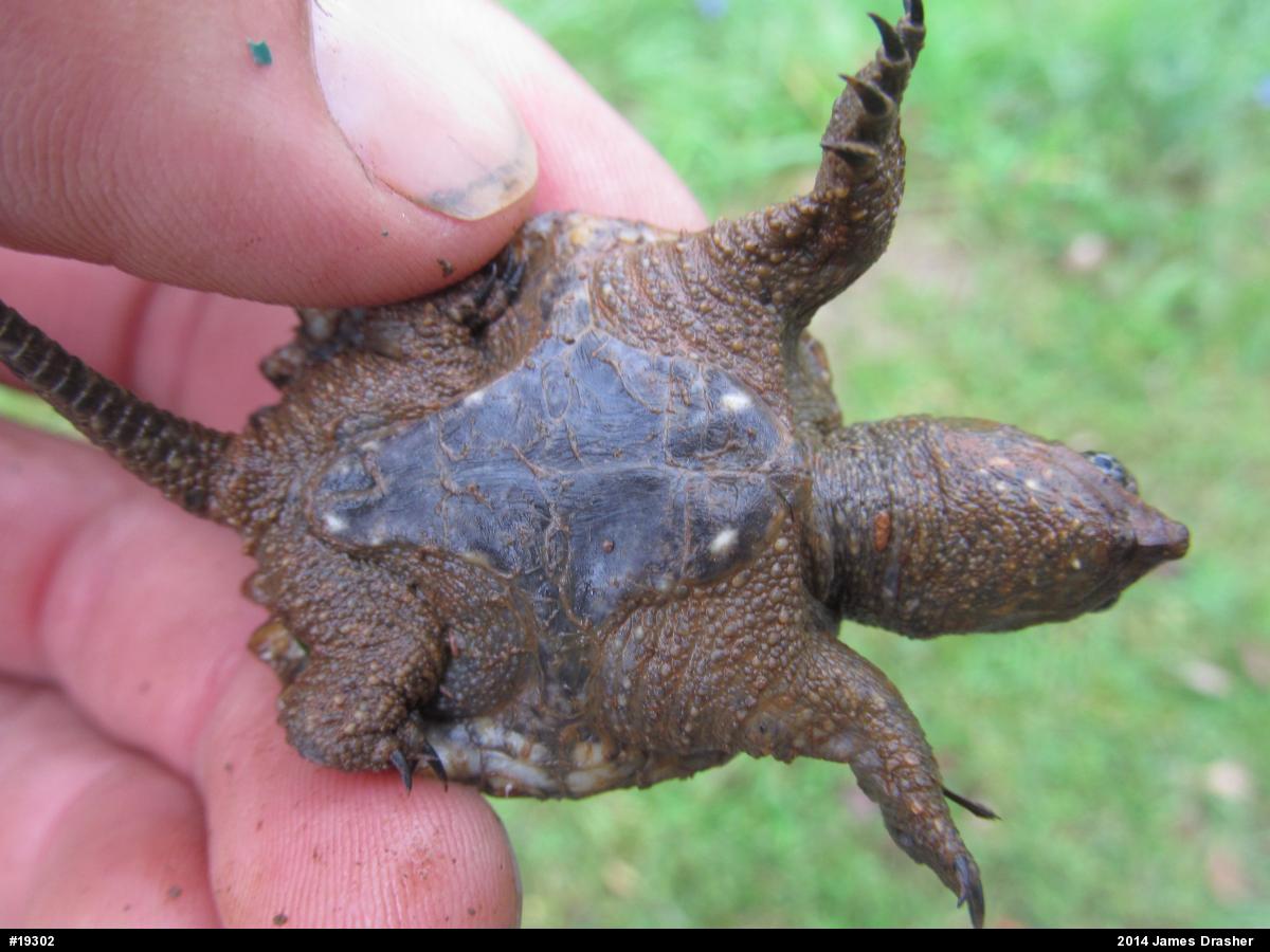 Snapping Turtle