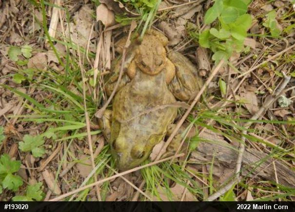 Eastern American Toad