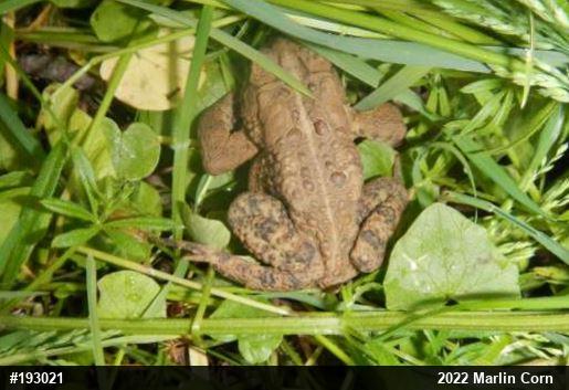 Eastern American Toad