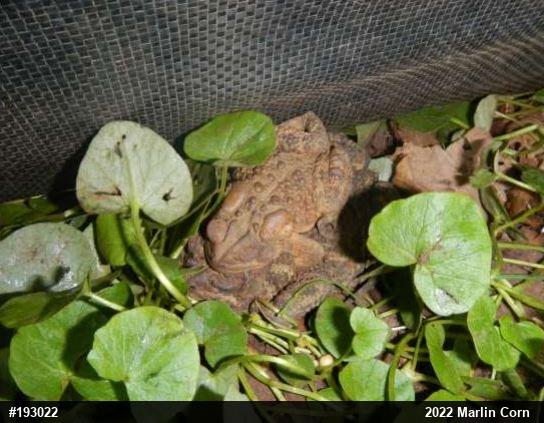 Eastern American Toad