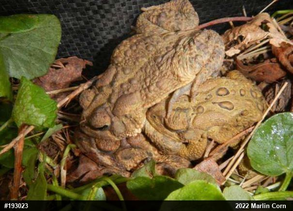 Eastern American Toad