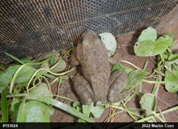 American Bullfrog