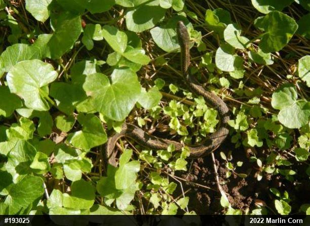 Eastern Gartersnake