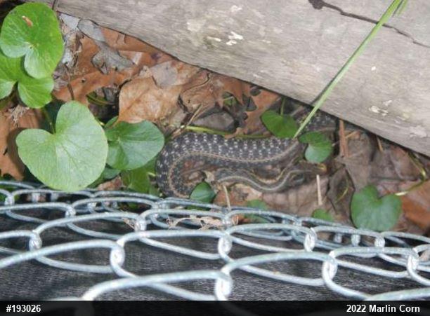 Eastern Gartersnake
