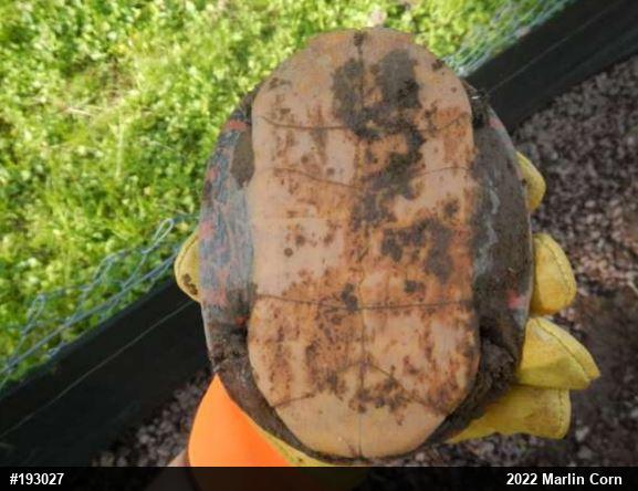 Painted Turtle