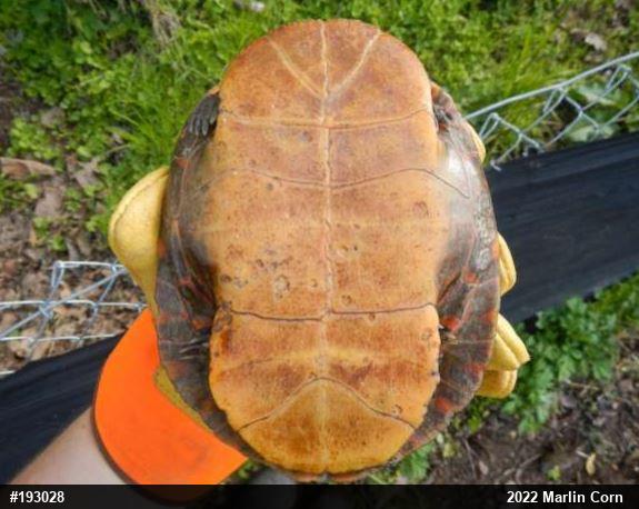 Painted Turtle