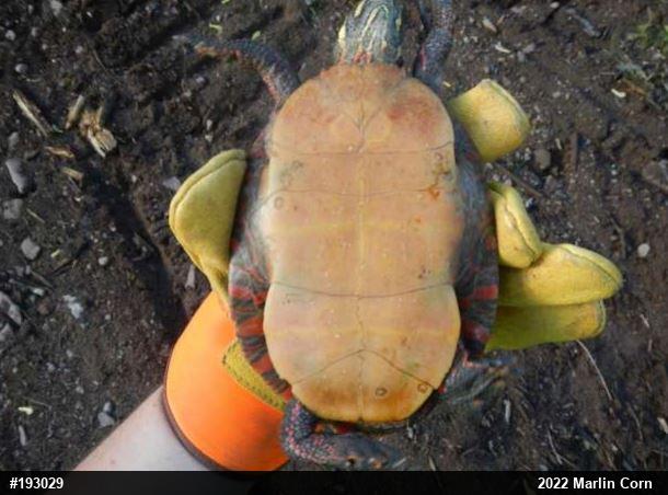 Painted Turtle