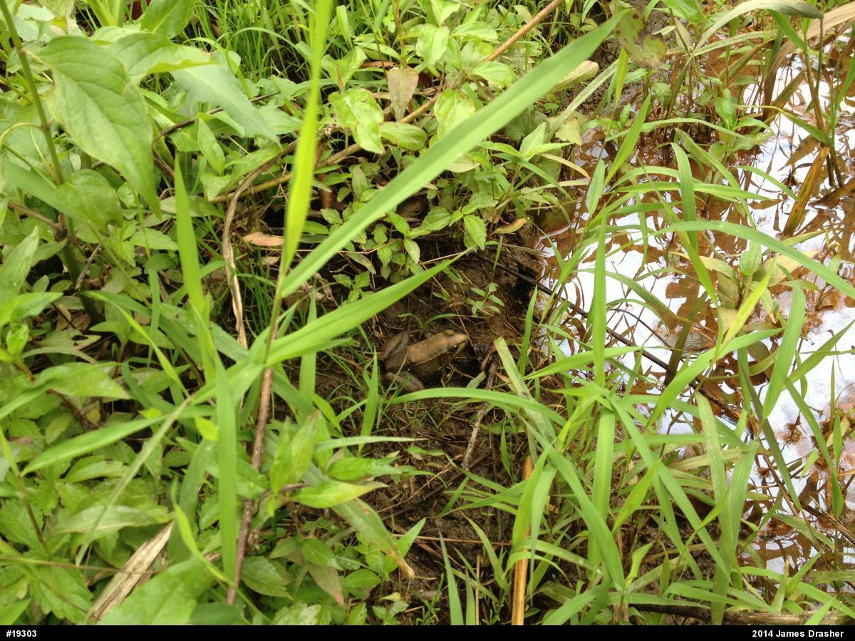 Green Frog