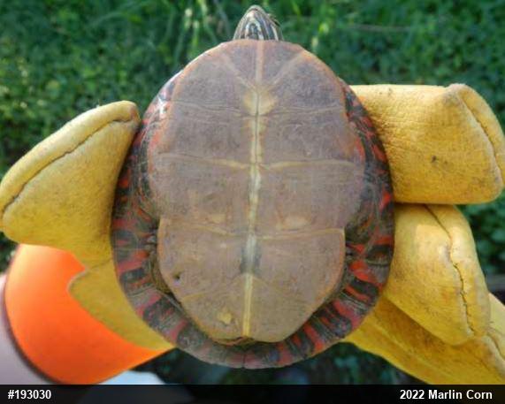 Painted Turtle