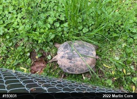 Snapping Turtle