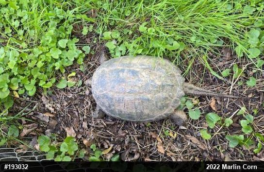 Snapping Turtle