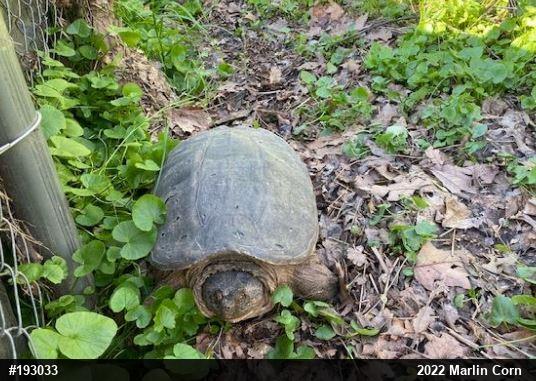 Snapping Turtle