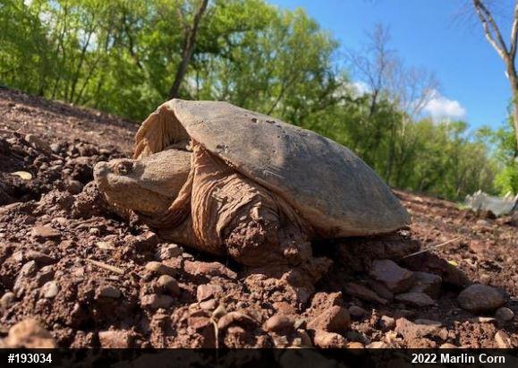 Snapping Turtle