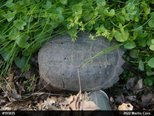 Snapping Turtle