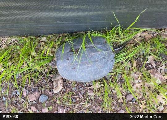 Snapping Turtle