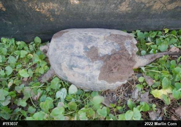 Snapping Turtle