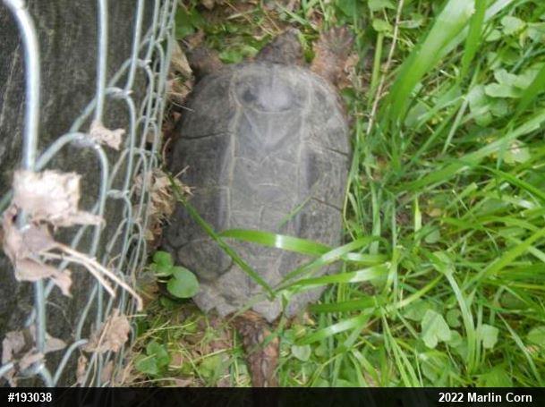 Snapping Turtle