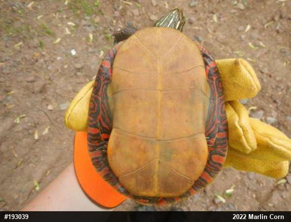 Painted Turtle