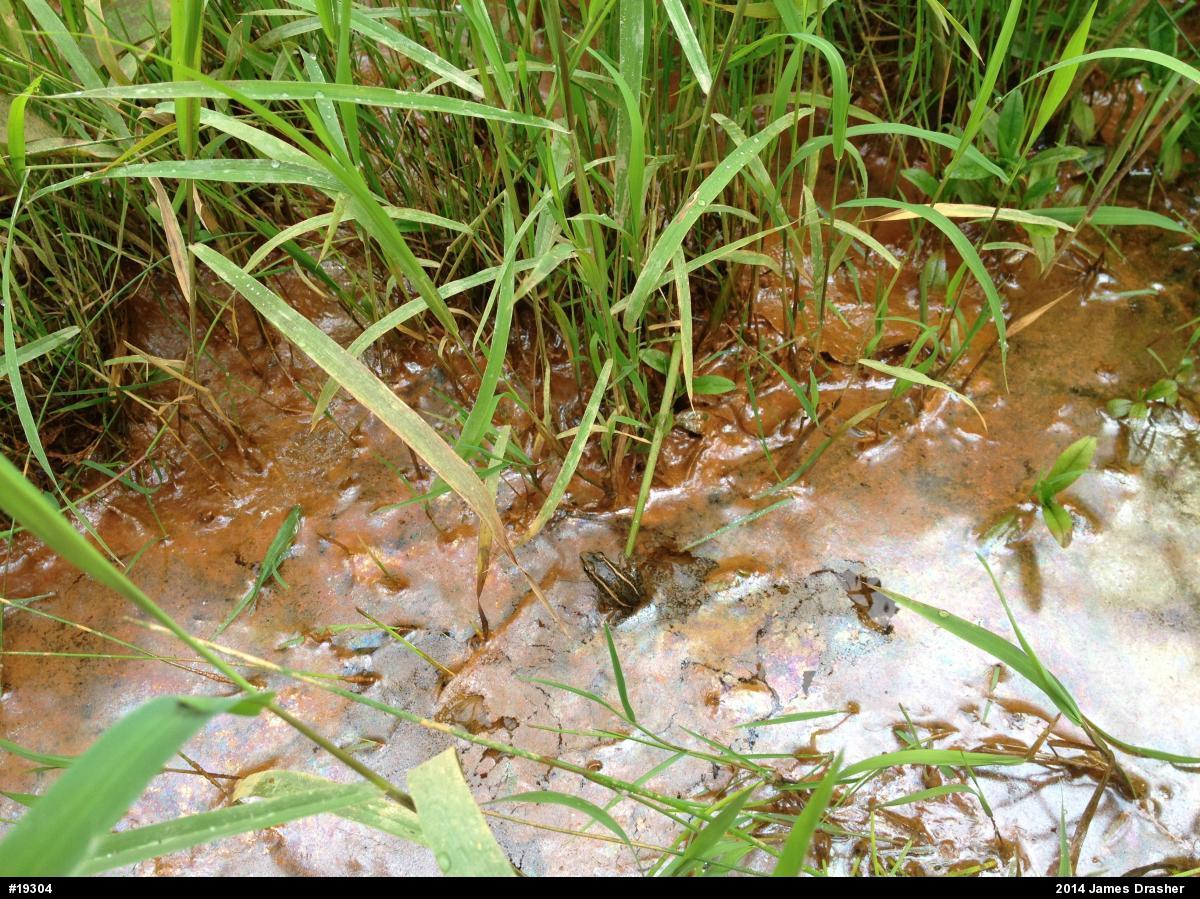 Pickerel Frog