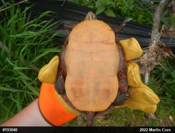 Painted Turtle