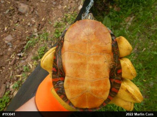 Painted Turtle