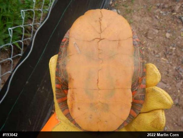 Painted Turtle