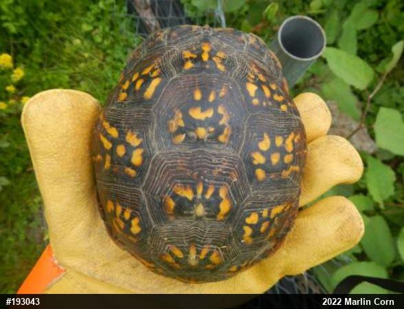 Eastern Box Turtle