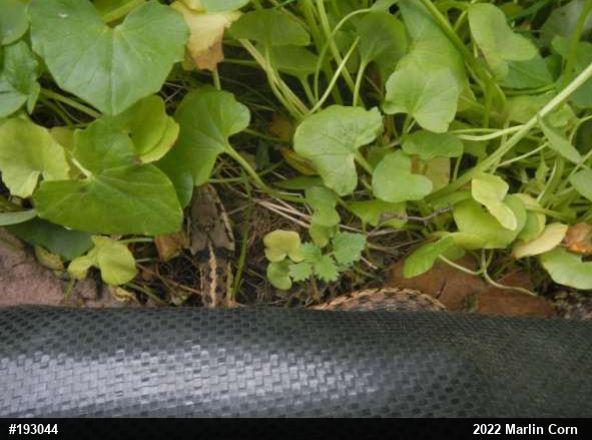 Eastern Gartersnake