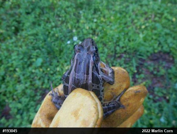 Pickerel Frog