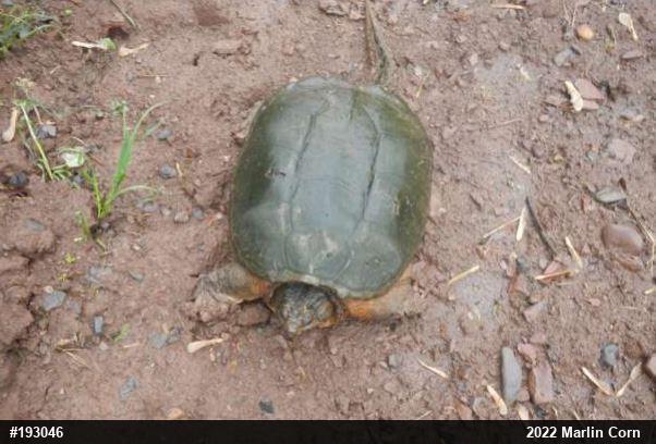 Snapping Turtle