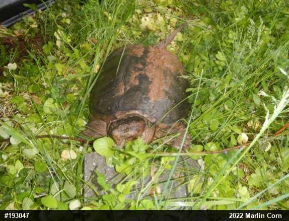 Snapping Turtle