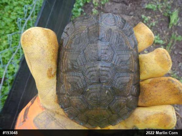 Wood Turtle